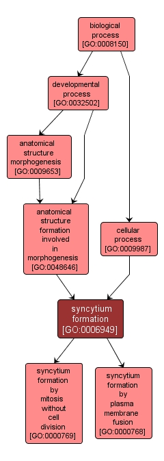 GO:0006949 - syncytium formation (interactive image map)