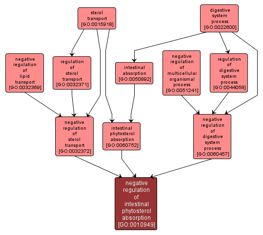 GO:0010949 - negative regulation of intestinal phytosterol absorption (interactive image map)