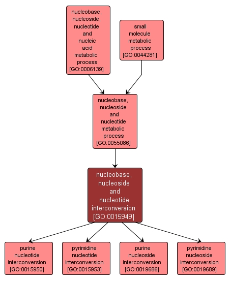 GO:0015949 - nucleobase, nucleoside and nucleotide interconversion (interactive image map)