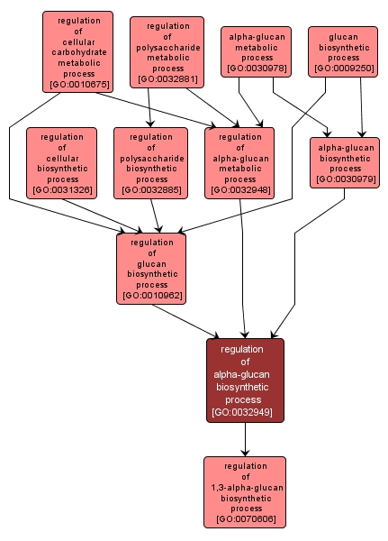 GO:0032949 - regulation of alpha-glucan biosynthetic process (interactive image map)