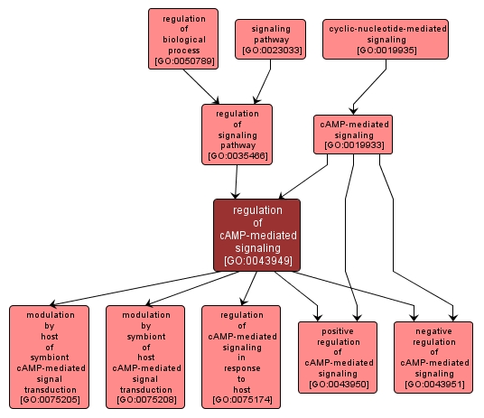 GO:0043949 - regulation of cAMP-mediated signaling (interactive image map)