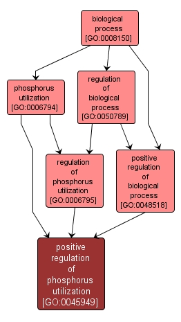 GO:0045949 - positive regulation of phosphorus utilization (interactive image map)