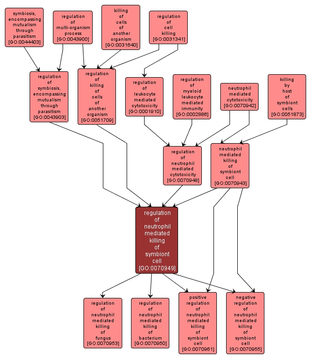 GO:0070949 - regulation of neutrophil mediated killing of symbiont cell (interactive image map)