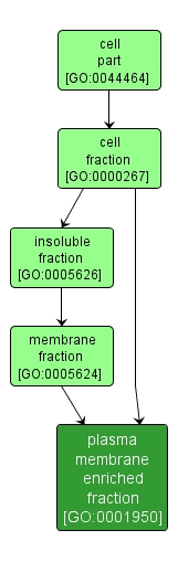 GO:0001950 - plasma membrane enriched fraction (interactive image map)