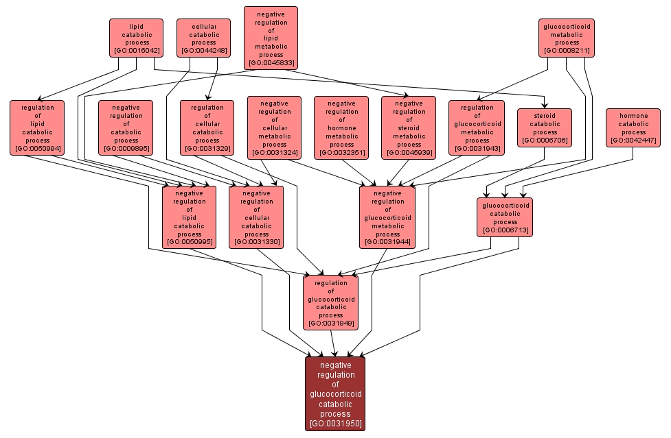 GO:0031950 - negative regulation of glucocorticoid catabolic process (interactive image map)