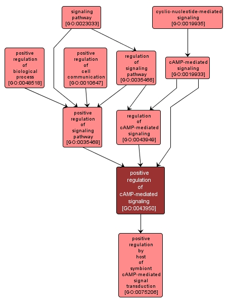 GO:0043950 - positive regulation of cAMP-mediated signaling (interactive image map)