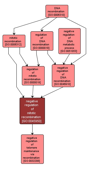 GO:0045950 - negative regulation of mitotic recombination (interactive image map)
