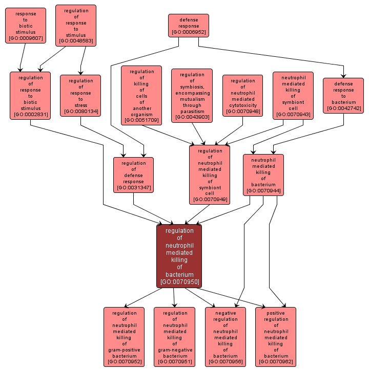 GO:0070950 - regulation of neutrophil mediated killing of bacterium (interactive image map)