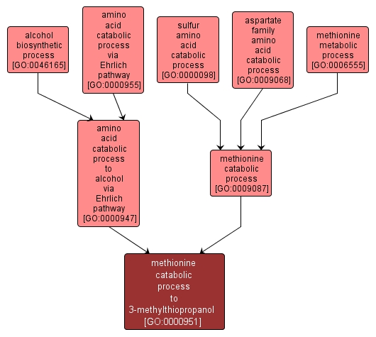 GO:0000951 - methionine catabolic process to 3-methylthiopropanol (interactive image map)