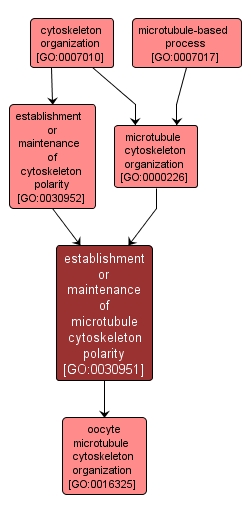 GO:0030951 - establishment or maintenance of microtubule cytoskeleton polarity (interactive image map)