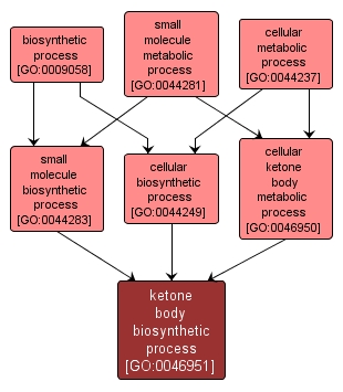 GO:0046951 - ketone body biosynthetic process (interactive image map)