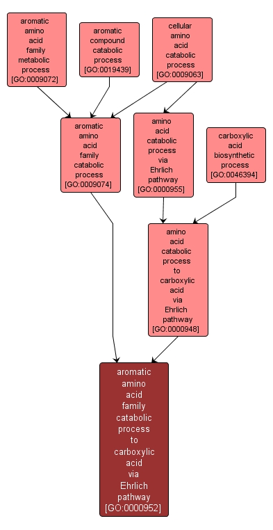 GO:0000952 - aromatic amino acid family catabolic process to carboxylic acid via Ehrlich pathway (interactive image map)