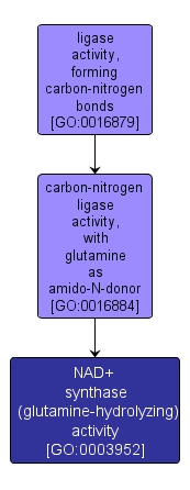 GO:0003952 - NAD+ synthase (glutamine-hydrolyzing) activity (interactive image map)
