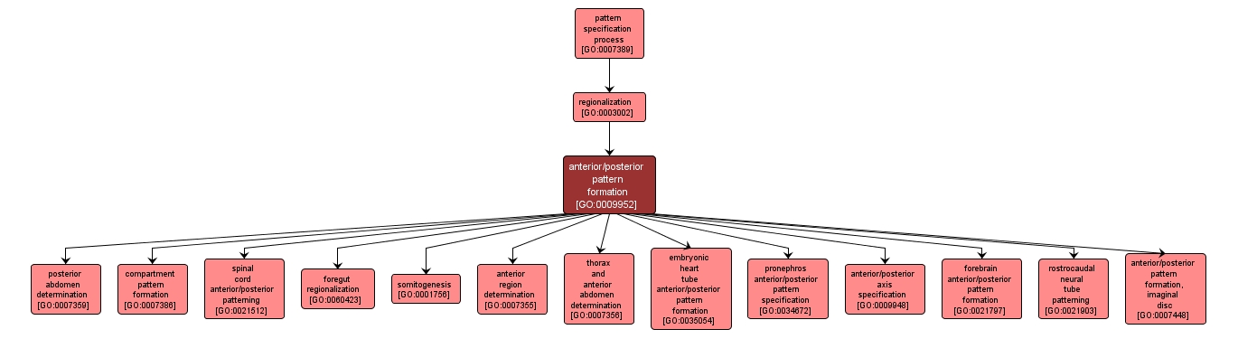 GO:0009952 - anterior/posterior pattern formation (interactive image map)