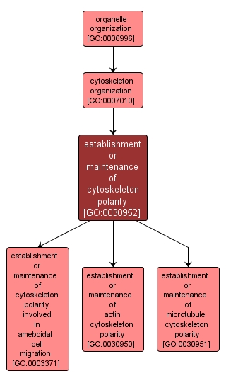 GO:0030952 - establishment or maintenance of cytoskeleton polarity (interactive image map)