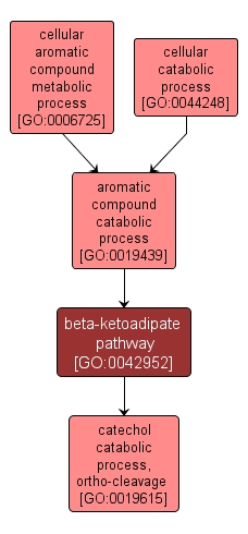 GO:0042952 - beta-ketoadipate pathway (interactive image map)