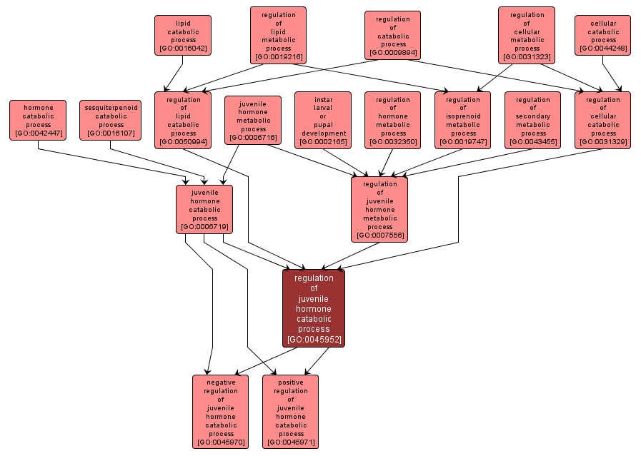 GO:0045952 - regulation of juvenile hormone catabolic process (interactive image map)