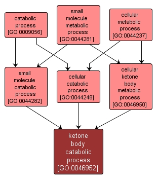 GO:0046952 - ketone body catabolic process (interactive image map)