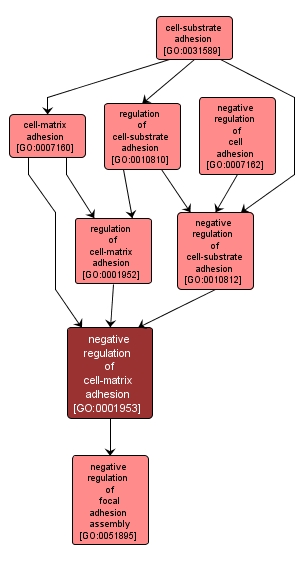 GO:0001953 - negative regulation of cell-matrix adhesion (interactive image map)