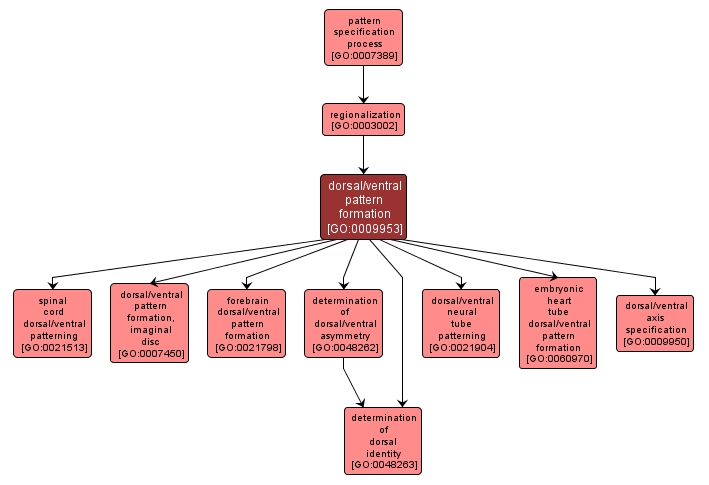 GO:0009953 - dorsal/ventral pattern formation (interactive image map)