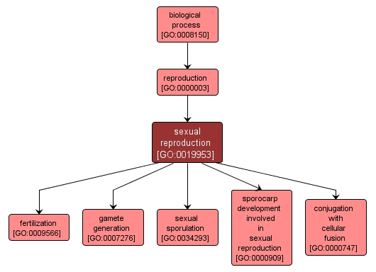 GO:0019953 - sexual reproduction (interactive image map)