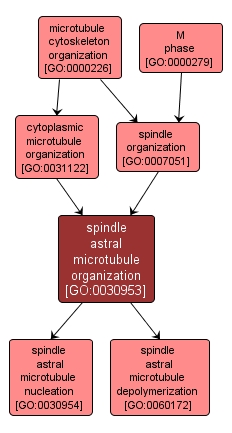 GO:0030953 - spindle astral microtubule organization (interactive image map)