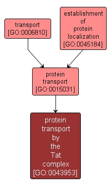 GO:0043953 - protein transport by the Tat complex (interactive image map)