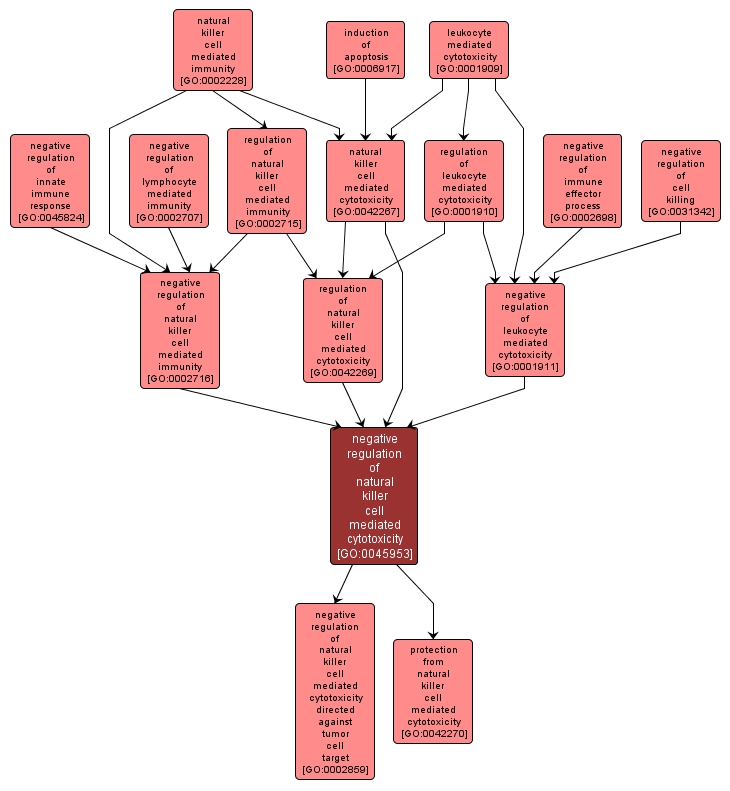 GO:0045953 - negative regulation of natural killer cell mediated cytotoxicity (interactive image map)