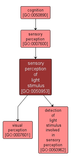GO:0050953 - sensory perception of light stimulus (interactive image map)