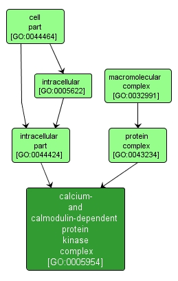 GO:0005954 - calcium- and calmodulin-dependent protein kinase complex (interactive image map)