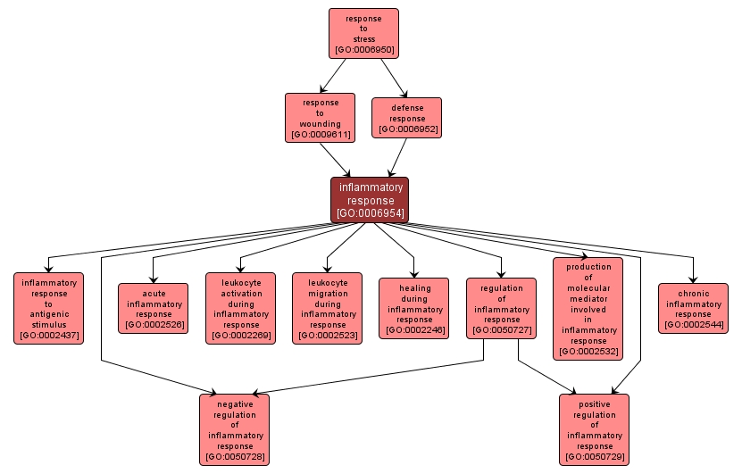 GO:0006954 - inflammatory response (interactive image map)