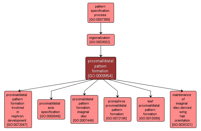 GO:0009954 - proximal/distal pattern formation (interactive image map)