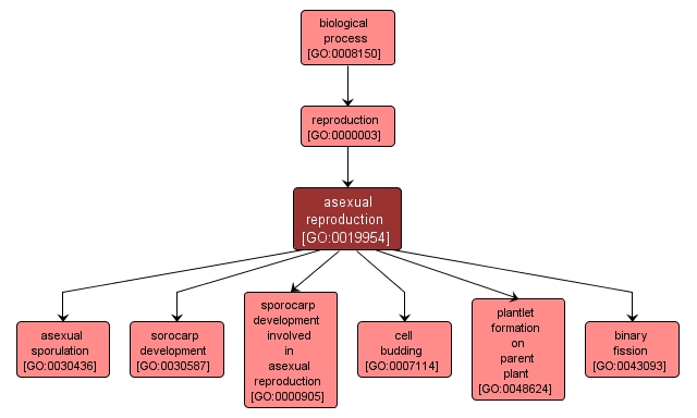 GO:0019954 - asexual reproduction (interactive image map)