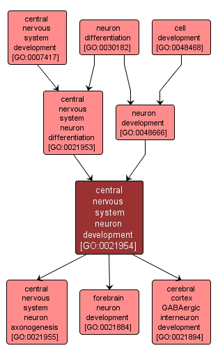 GO:0021954 - central nervous system neuron development (interactive image map)