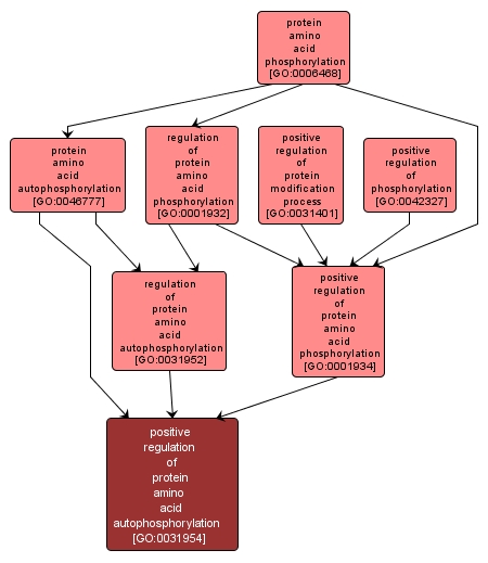 GO:0031954 - positive regulation of protein amino acid autophosphorylation (interactive image map)