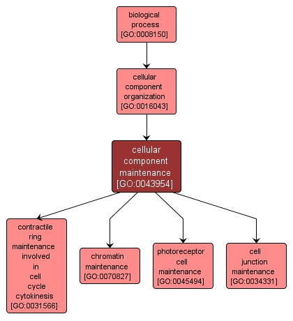 GO:0043954 - cellular component maintenance (interactive image map)