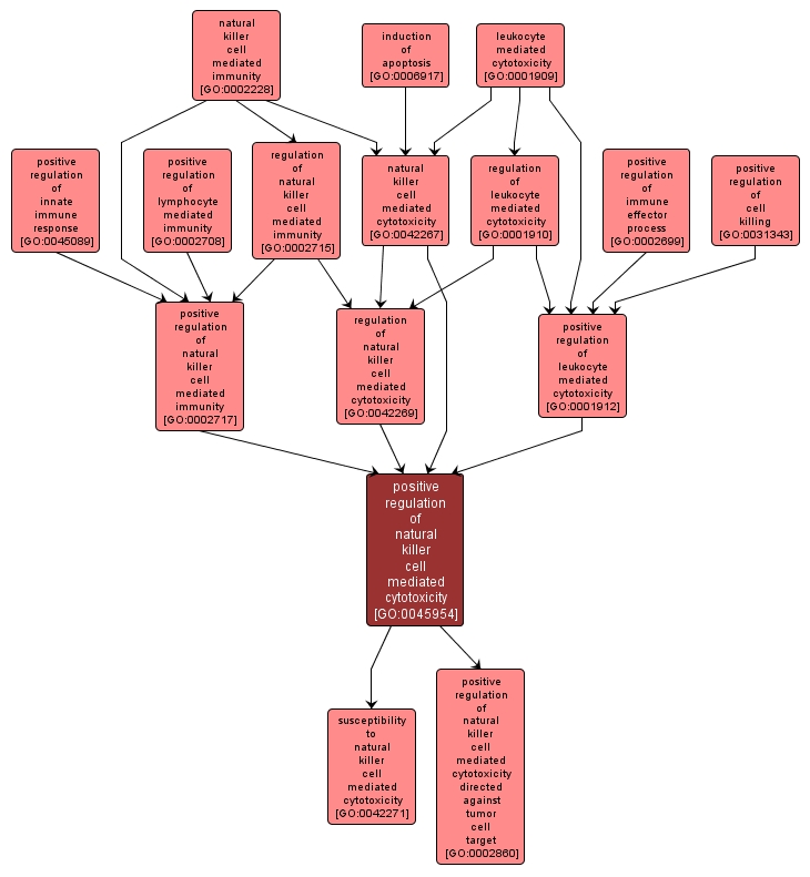 GO:0045954 - positive regulation of natural killer cell mediated cytotoxicity (interactive image map)