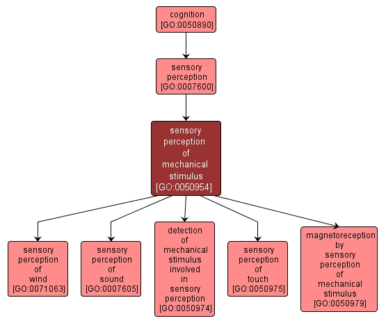 GO:0050954 - sensory perception of mechanical stimulus (interactive image map)