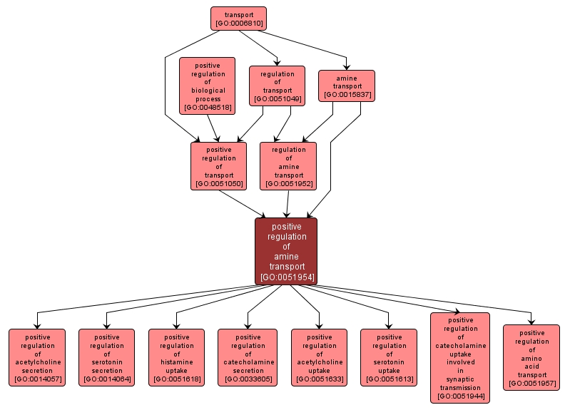 GO:0051954 - positive regulation of amine transport (interactive image map)