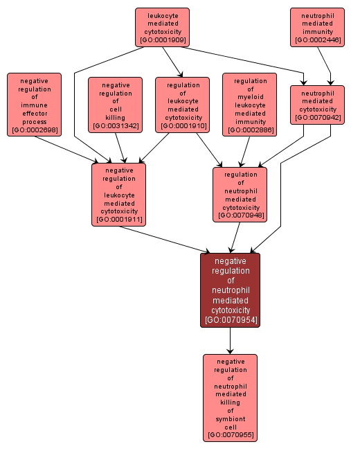 GO:0070954 - negative regulation of neutrophil mediated cytotoxicity (interactive image map)