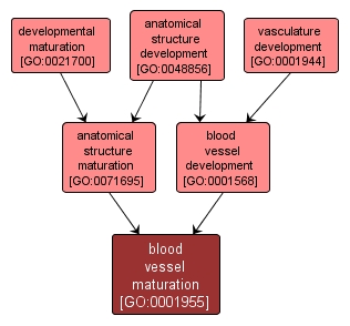 GO:0001955 - blood vessel maturation (interactive image map)