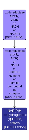 GO:0003955 - NAD(P)H dehydrogenase (quinone) activity (interactive image map)