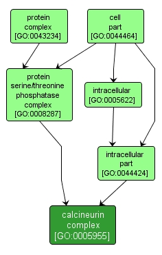 GO:0005955 - calcineurin complex (interactive image map)