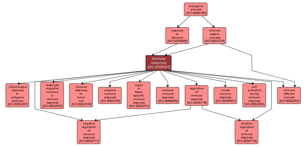 GO:0006955 - immune response (interactive image map)