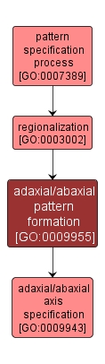 GO:0009955 - adaxial/abaxial pattern formation (interactive image map)