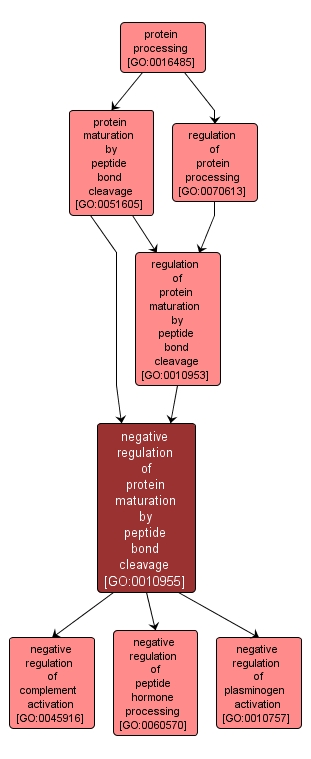 GO:0010955 - negative regulation of protein maturation by peptide bond cleavage (interactive image map)