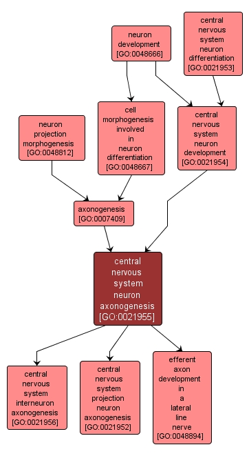 GO:0021955 - central nervous system neuron axonogenesis (interactive image map)