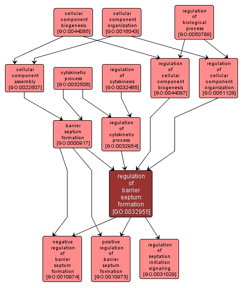 GO:0032955 - regulation of barrier septum formation (interactive image map)