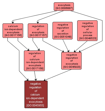 GO:0045955 - negative regulation of calcium ion-dependent exocytosis (interactive image map)
