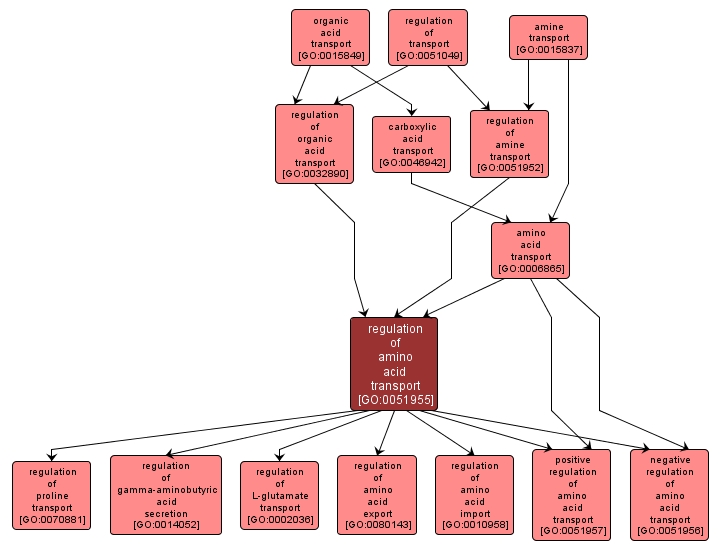 GO:0051955 - regulation of amino acid transport (interactive image map)